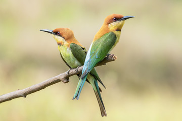 Pair of Chestnut-headed bee-eaters or Merops leschenaulti perching on tree branch , Thailand