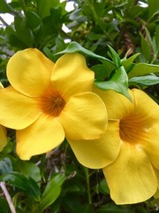 Yellow Tropical Flowers