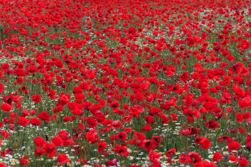Huge field with poppies and daisies