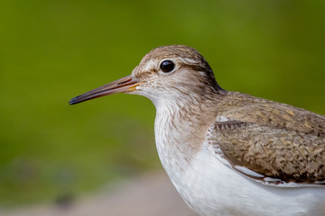 common sandpiper, bird, nature, sandpiper, wildlife	