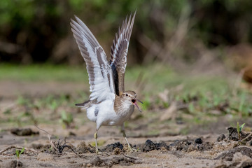  common sandpiper, bird, nature, sandpiper, wildlife	