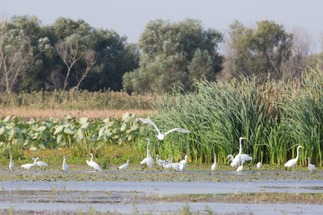  egret, heron, white herons, pond, flock, park