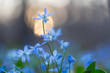 bluebell, scilla siberica, flower, spring