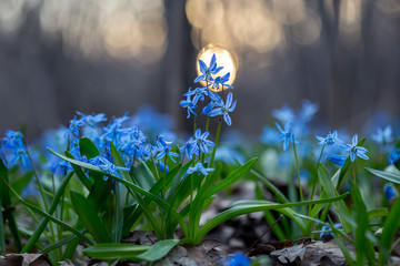 bluebell, scilla siberica, flower, spring