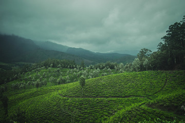 View of tea plantations