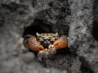 Close up of mangrove crab feeding on mudflats during low tide. Meder's mangrove crab (Sesarma mederi)