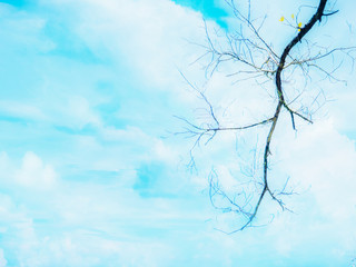 scenic scenery of dry tree brush with background of blue cloudy sky