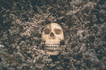 Human skull and old dried flowers