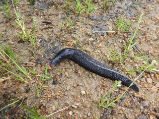 schwarze Wegschnecke Nacktschnecke