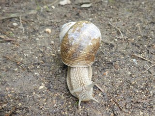 Weinbergschnecke