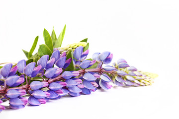 purple spring flowers on a white background