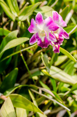 Beautiful of gorgeous orchid on fresh condition background