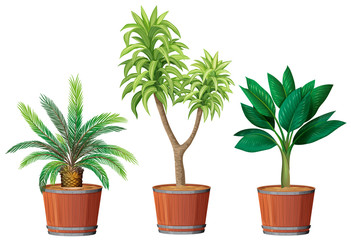 Fototapeta premium A Set of Plant in Pot