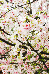 Group Beautiful cherry blossom sakura pink and white in Tianyuan Temple,Taiwan