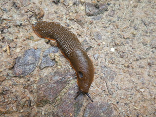braune Wegschnecke Nacktschnecke