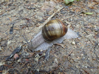 Weinbergschnecke