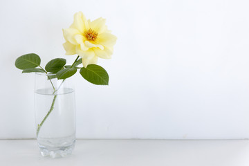 Yellow wild rose in glass vase on white background.