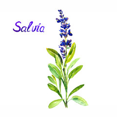 Salvia stem with flowers and leaves, isolated on white background hand painted watercolor illustration with inscription