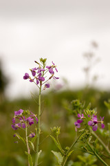 Purple flowers bloomed in marsh