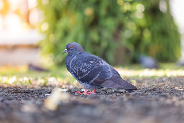 Gray pigeons are searching for food