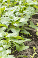 Green young peppers in the flower bed.