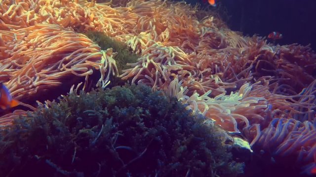 Animals or wildlife concept : Nemo clown fish swimming in the anemone coral reef