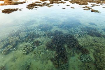 Beautiful coral reef during low tide water in the sea at Phuket island.