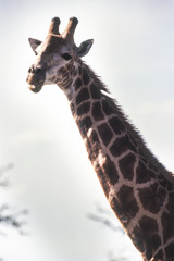 Giraffe (Giraffa camelopardalis), Kruger National Park, mpumalanga, south africa
