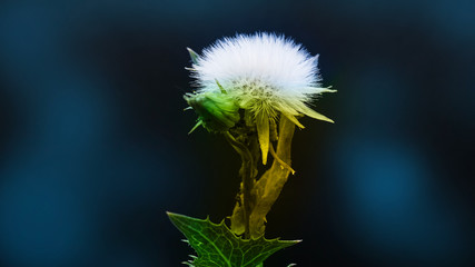 Wild cotton flower
