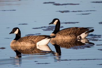 Canada Geese Pair Swimming