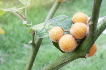 Yellow mackerel fruit on tree, Fruit for spicy food of Thailand.