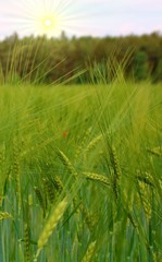 junges gerstenfeld im sonnenschein