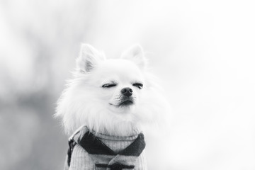 涙を流すチワワ