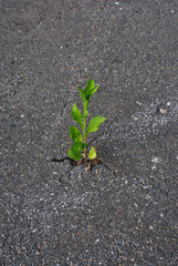 Plant growing through cracks in gray asphalt, top view