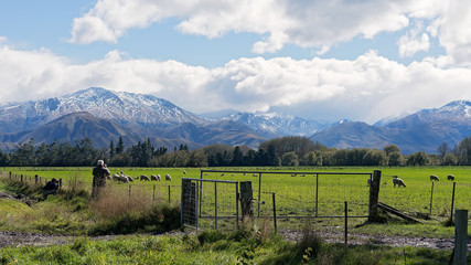 Sheep grazing in a paddock of green grass in front of snow covered alps in New Zealand - obrazy, fototapety, plakaty