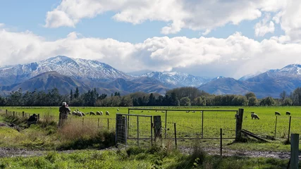 Foto op Plexiglas Sheep grazing in a paddock of green grass in front of snow covered alps in New Zealand © Jackson Photography