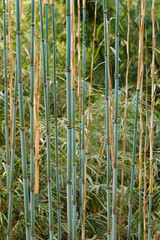 Obraz premium The background image - a close up of young branches of a bamboo of slightly turquoise color, in front of the background of the bright green jungle.