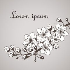 Background of a flowering apricot branch.