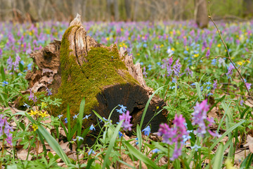 Large frame lying in the green grass among flowers of large stump covered with green moss. Spring flowers and the onset of spring