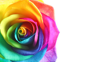 Fototapeta na wymiar Amazing rainbow rose flower on white background