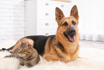 Adorable cat and dog resting together on fuzzy rug indoors. Animal friendship