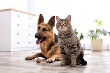 Adorable cat and dog resting together at home. Animal friendship