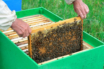The beekeeper examines bees in honeycombs. In the hands of a honeycomb with honey.
