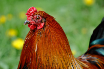 Adult rooster on green background