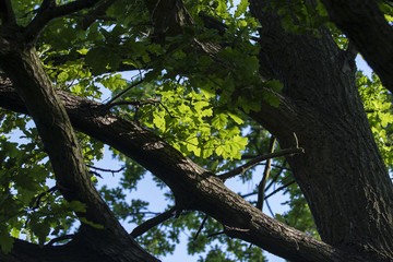 A view of the oak tree crown.