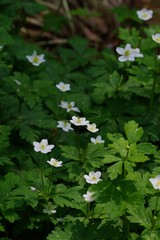 Anemone flaccida (Nirin-sou)
