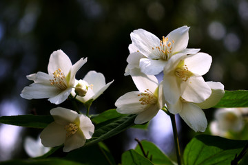 Naklejka na ściany i meble white jasmine flowers
