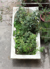 Plants in a bathtub