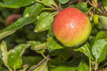 green red ripe apple on branch rain green bokeh background