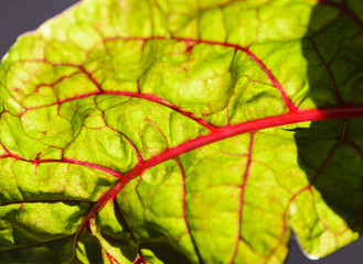 The texture of the fresh leaf beet with red streaks and drops of dew